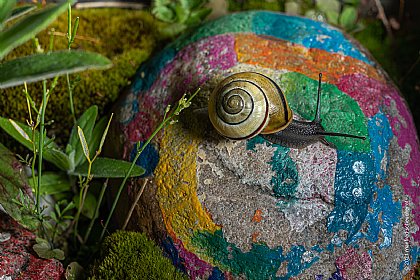 Schnecken im Garten